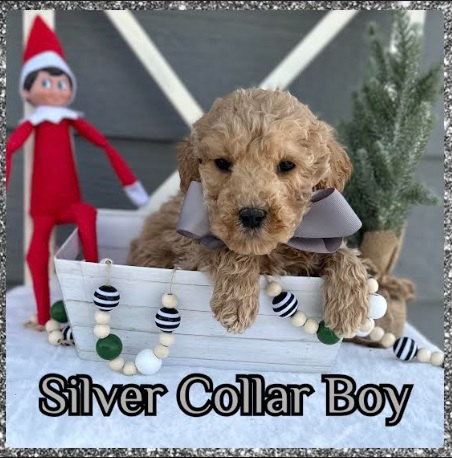 http://www.elitedoodles.com/assets/silver_collar_boy.jpg